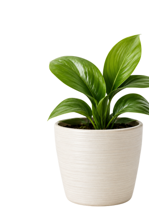 Decorative element
