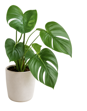 Decorative element